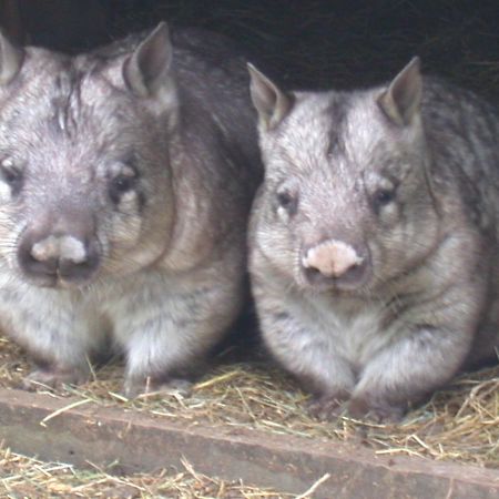 Fauna Australia Wildlife Retreat Lavers Hill 외부 사진
