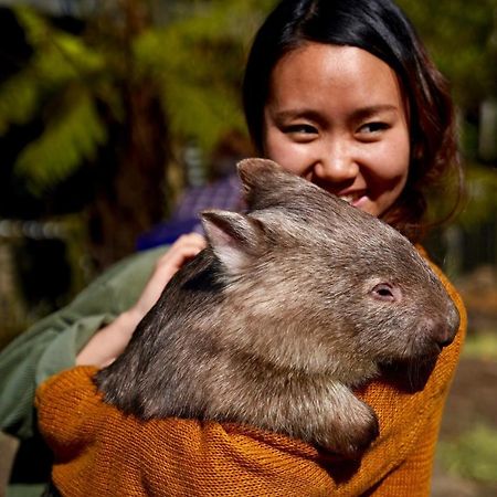 Fauna Australia Wildlife Retreat Lavers Hill 외부 사진
