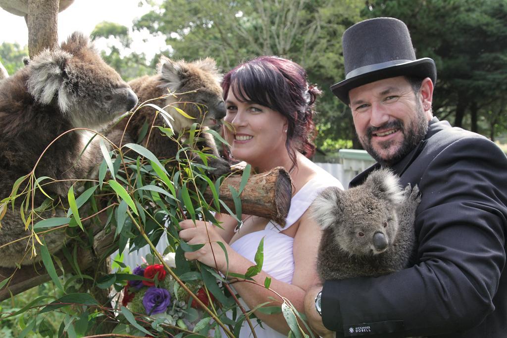 Fauna Australia Wildlife Retreat Lavers Hill 외부 사진