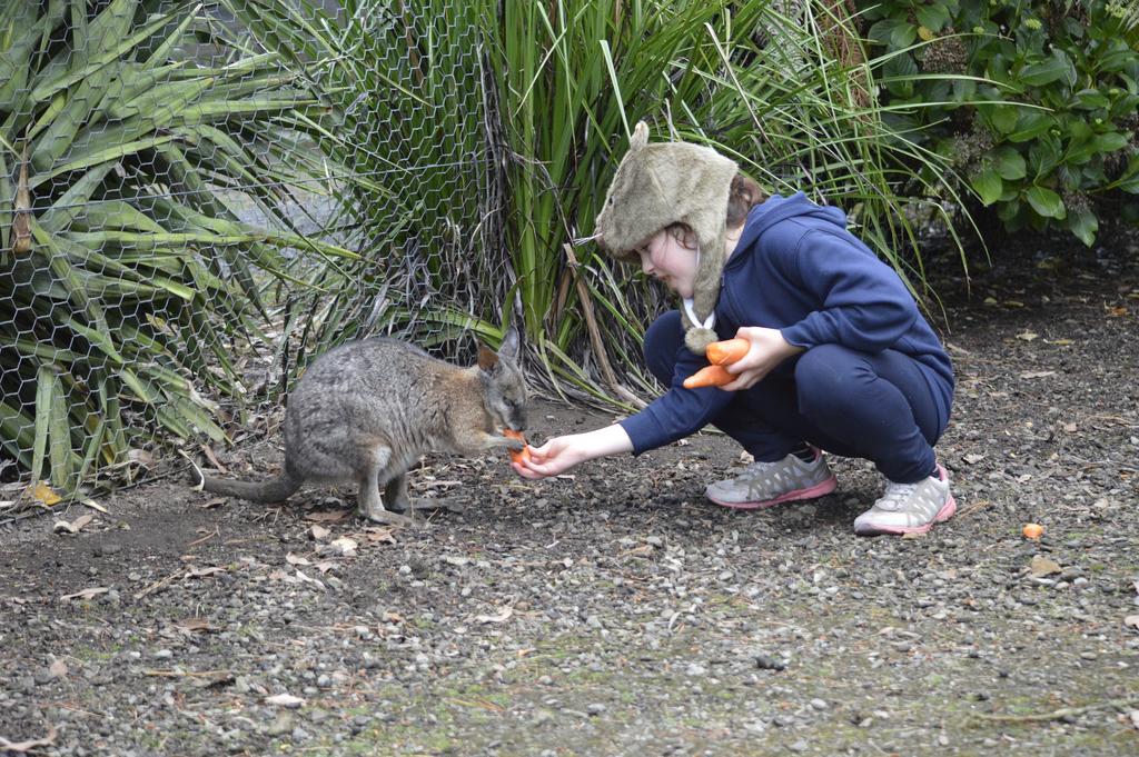 Fauna Australia Wildlife Retreat Lavers Hill 외부 사진