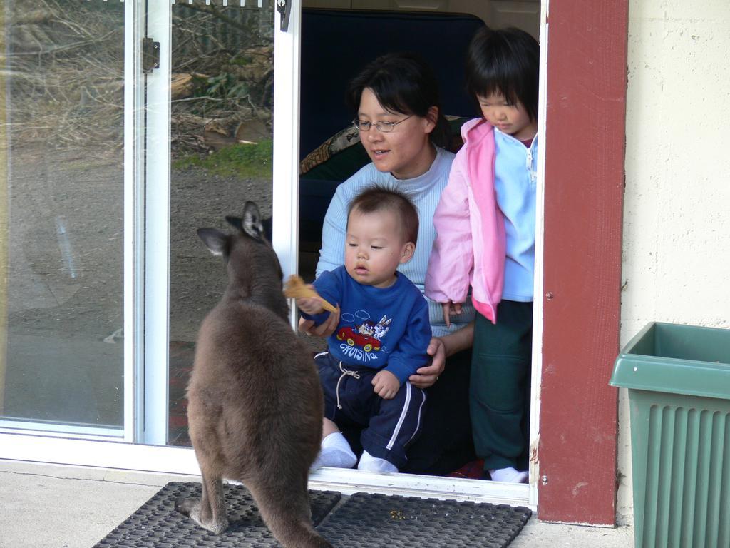 Fauna Australia Wildlife Retreat Lavers Hill 외부 사진