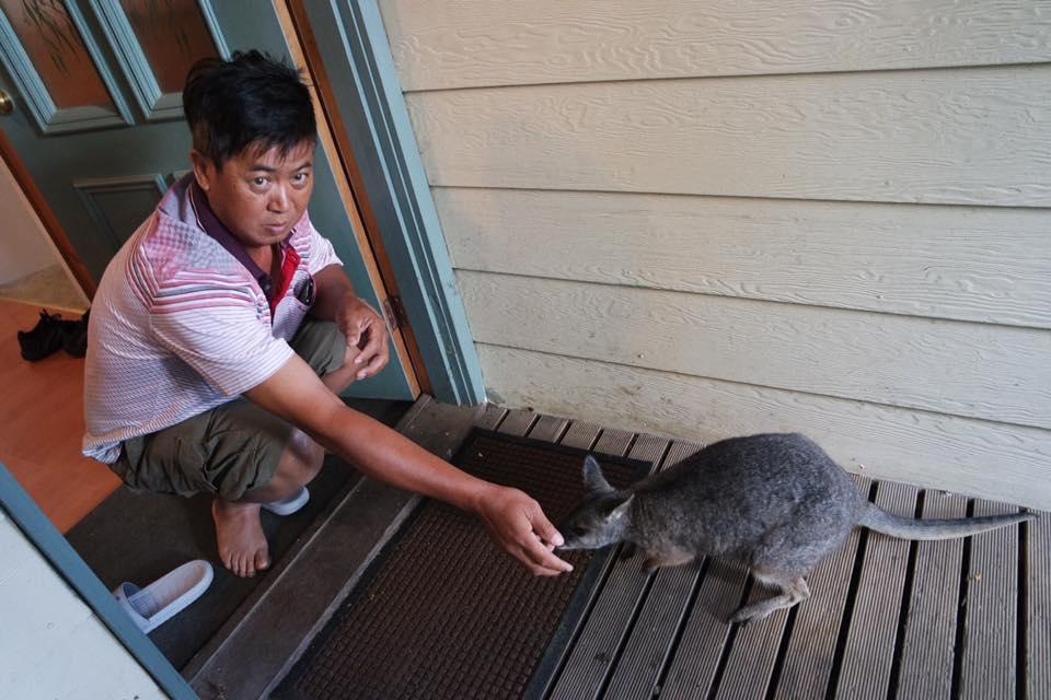 Fauna Australia Wildlife Retreat Lavers Hill 외부 사진