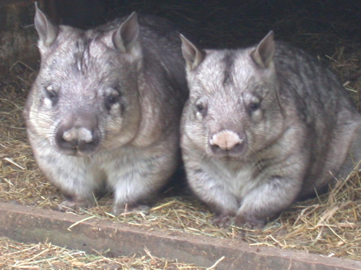 Fauna Australia Wildlife Retreat Lavers Hill 외부 사진