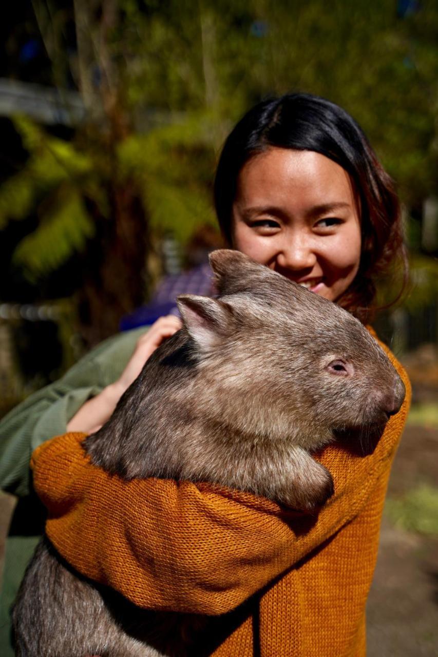Fauna Australia Wildlife Retreat Lavers Hill 외부 사진
