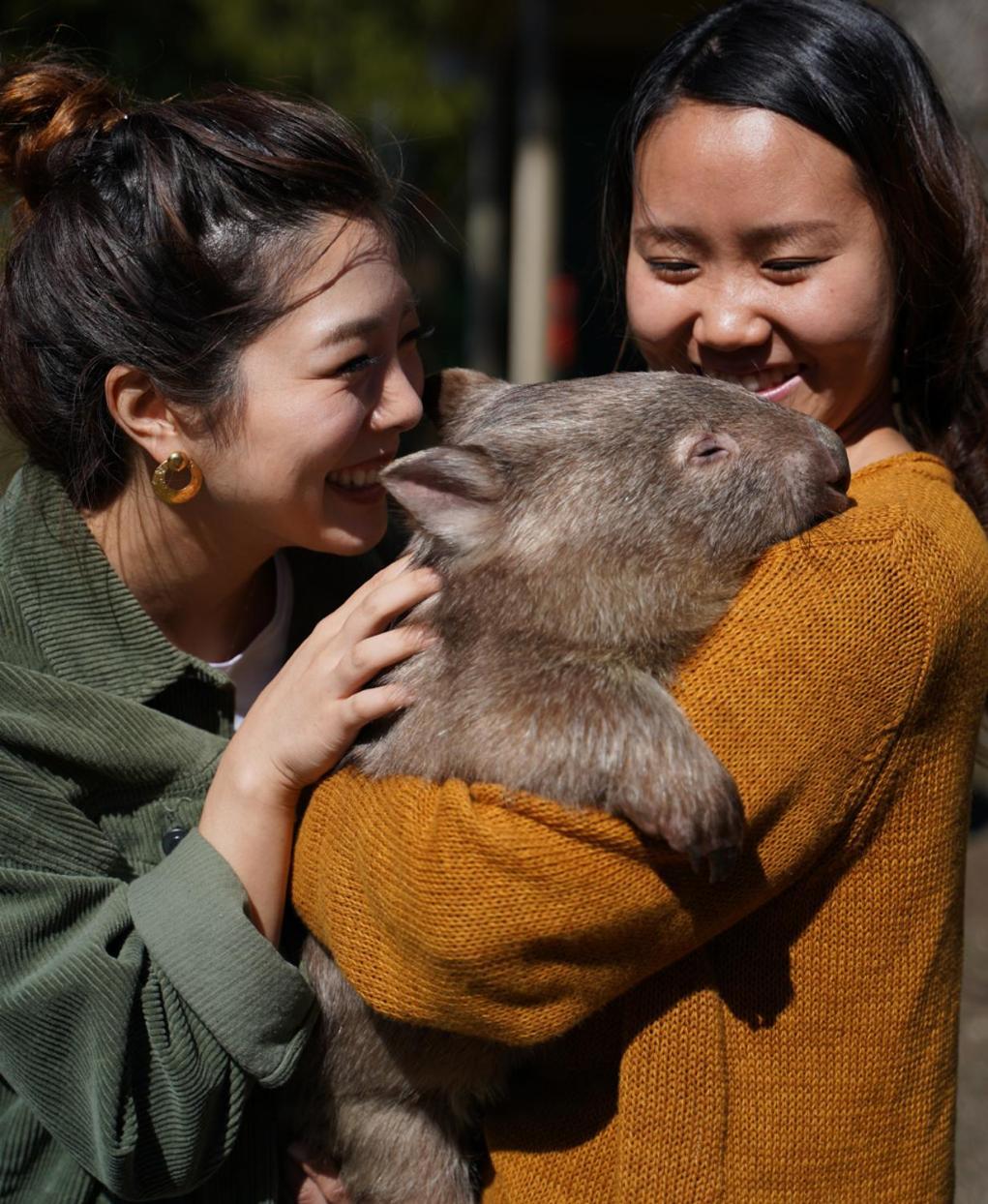 Fauna Australia Wildlife Retreat Lavers Hill 외부 사진