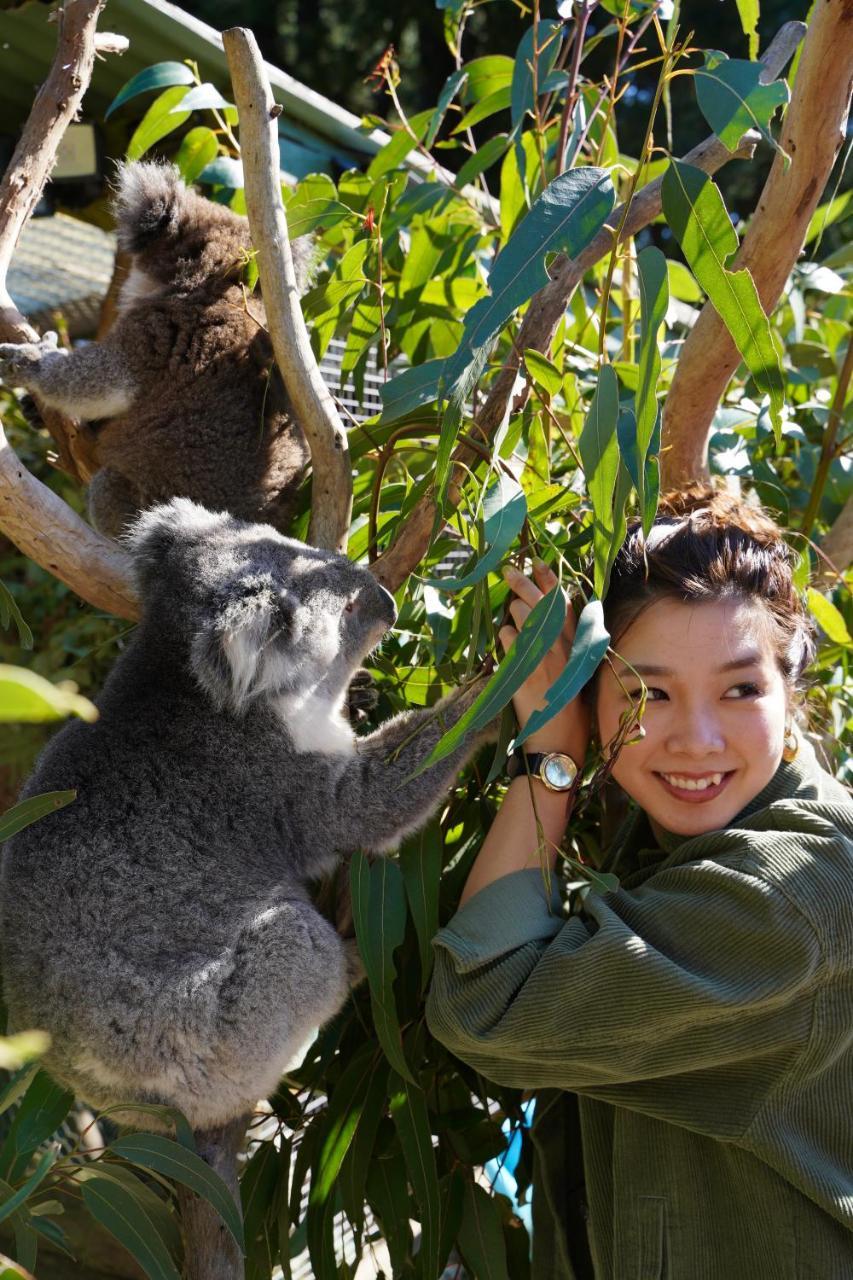 Fauna Australia Wildlife Retreat Lavers Hill 외부 사진